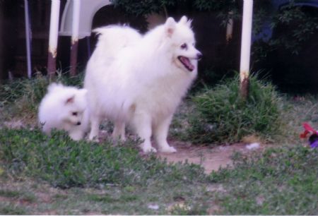 spitz japanese kofuji pup